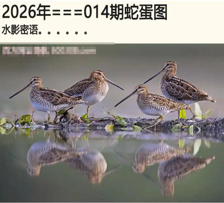 014期另版蛇蛋图[图]